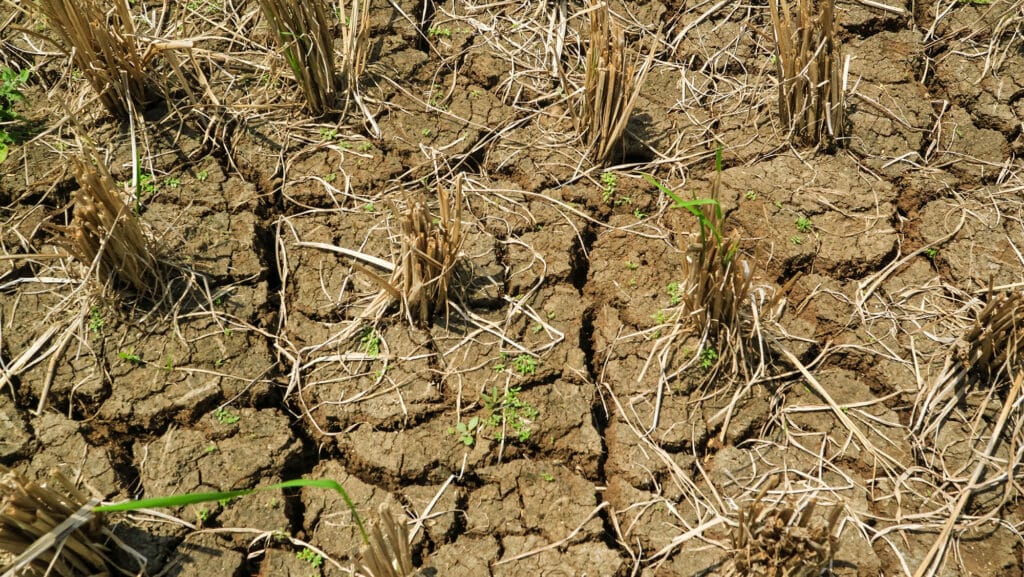 dry soil